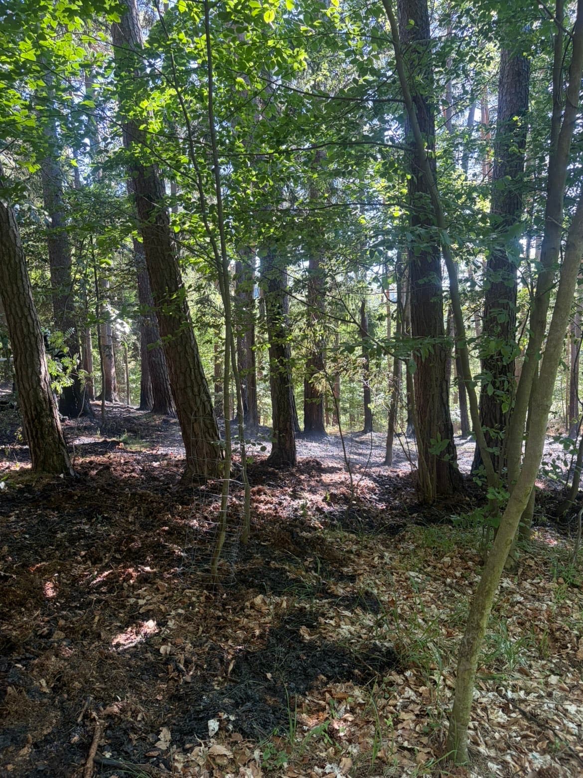 Gallery image 5 - Einsatz: Waldbrand bei Nöhagen